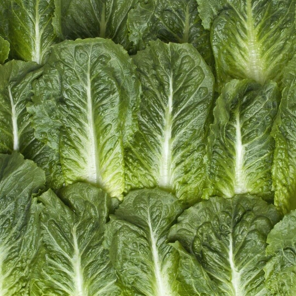 Roman Lettuce|الخس الروماني - 6Kg, Box, 🇮🇷Iran