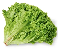 Lolo Bionda Lettuce|خس لولو بيوندا