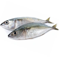 Mackerel|القرفة
