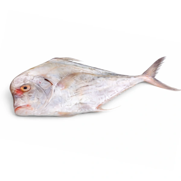 Silver Trevally|جش أبيض - 1.7Kg-2Kg, Whole
