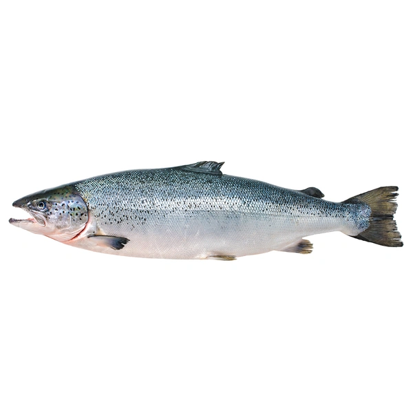 Atlantic Salmon|السالمون