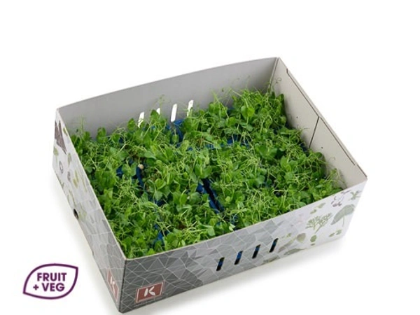 Afilla cress|جرجير أفيلا - Box