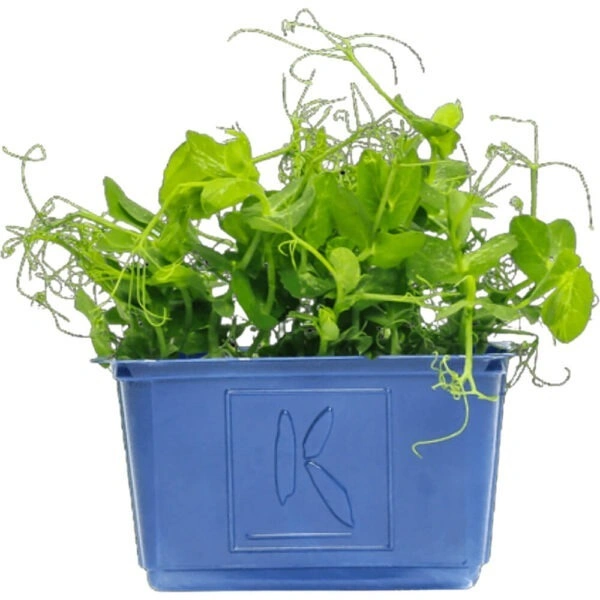 Afilla cress|جرجير أفيلا - Box