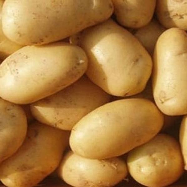 Potato|البطاطا لبنان - Box=10Kg, Box, 🇱🇧Lebanon