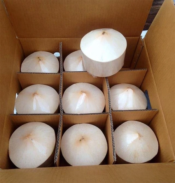 Tender Coconut Vietnam|العطاء جوز الهند فيتنام - Box=9Pc, Box, 🇻🇳Vietnam