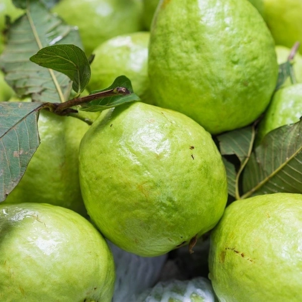 Guava White|الجوافة البيضاء فيتنام - Box=10Kg, Box, 🇻🇳Vietnam