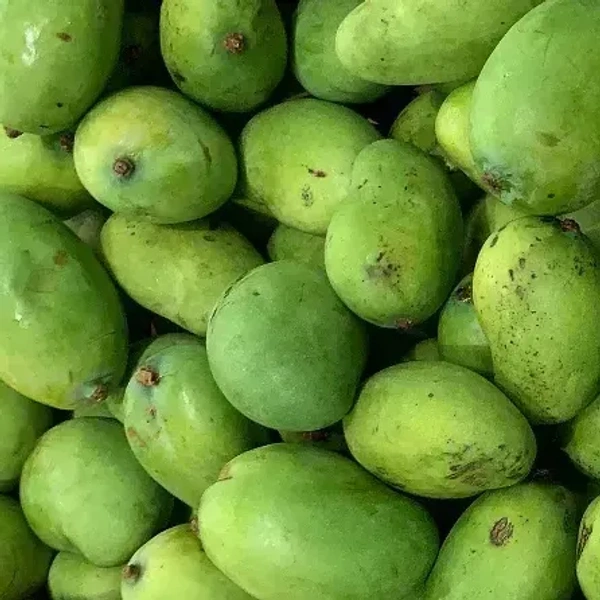 Green Mango|المانجو الخضراء - Bag=3.3Kg, Bag, 🇮🇳India