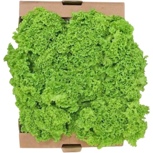Lolo Bionda Lettuce|خس لولو بيوندا - Box=8Pkt, Box, 🇦🇪U.A.E