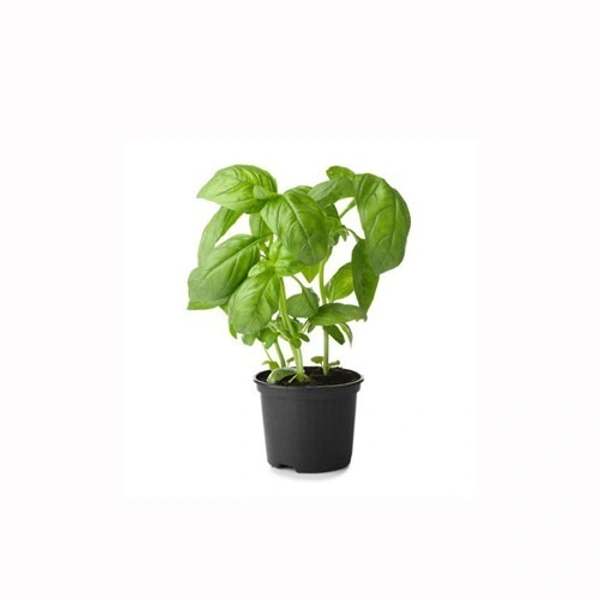 Basil Pot|ريحان في إصيص - Pc