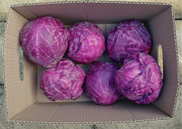 Red Cabbage|الملفوف الأحمر - Box=6Kg, Box, 🇮🇷Iran