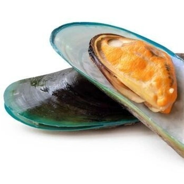 Green Mussel|بلح البحر الأخضر - المحار الأخضر - بالصدفة