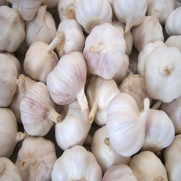 Garlic|الثوم الصين - Box=10Pkt, Box, 🇨🇳China