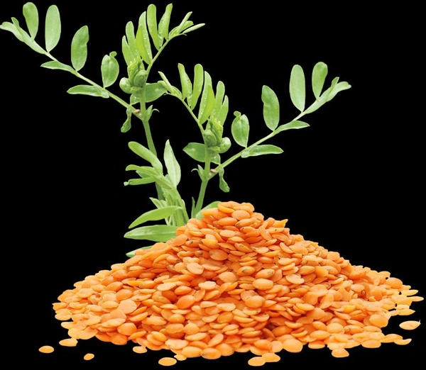 G RAMA Free Home π‘ Delivery π Massor Dal|Pure Massor Dal - 1KG