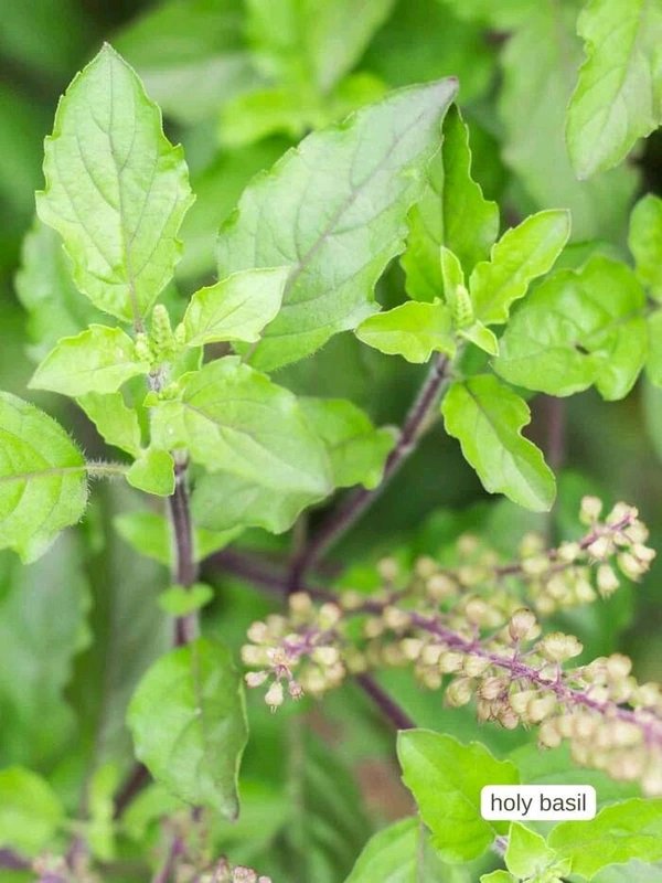 Tulsi Patta  (तुलसी पत्ता) 11pcs 