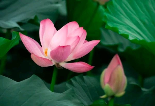 Lotus(कमल) Per Piece 