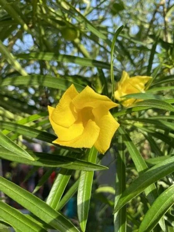 Kaner (कनेर) 10 Pieces