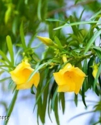 Kaner (कनेर) 10 Pieces