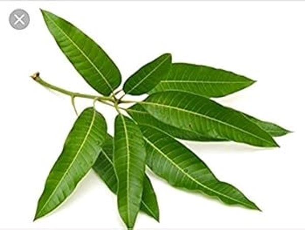  Mango Leaves (आम के पल्लव)