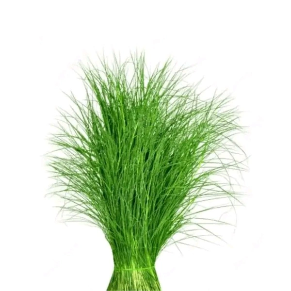 Doob Grass (दूब घास) 

