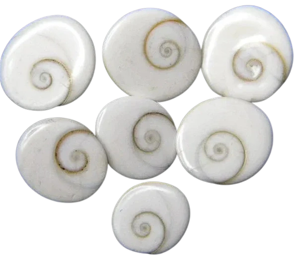 Bhakti Basket Gomti Chakra - Pack of 11 pieces