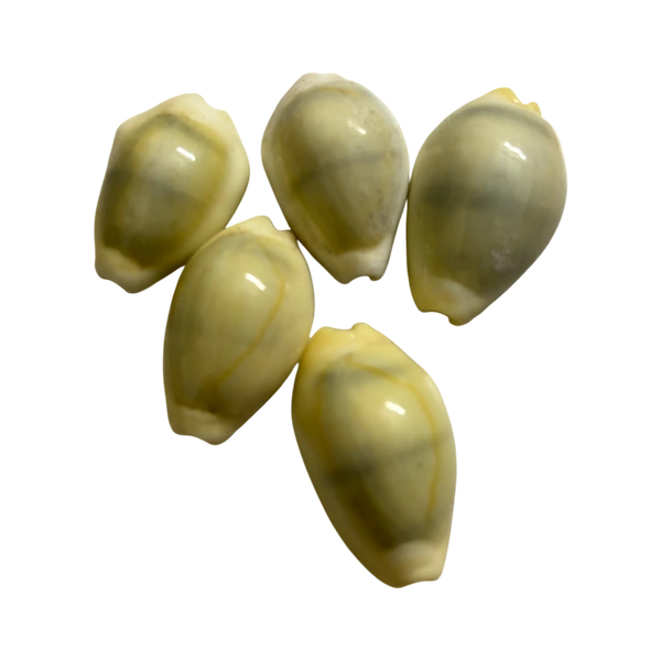 Bhakti Basket Kaudi - Pack of 5 Kaudi