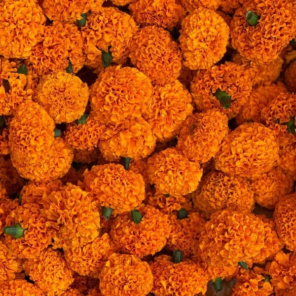 Marigold Orange (loose)