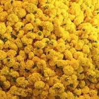 Marigold Yellow (loose)