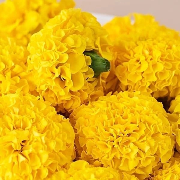Marigold Yellow (loose)