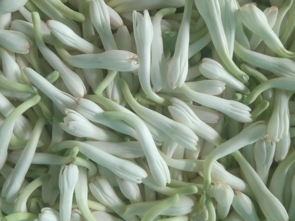 Rajnigandha