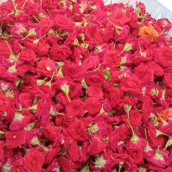 Button Rose