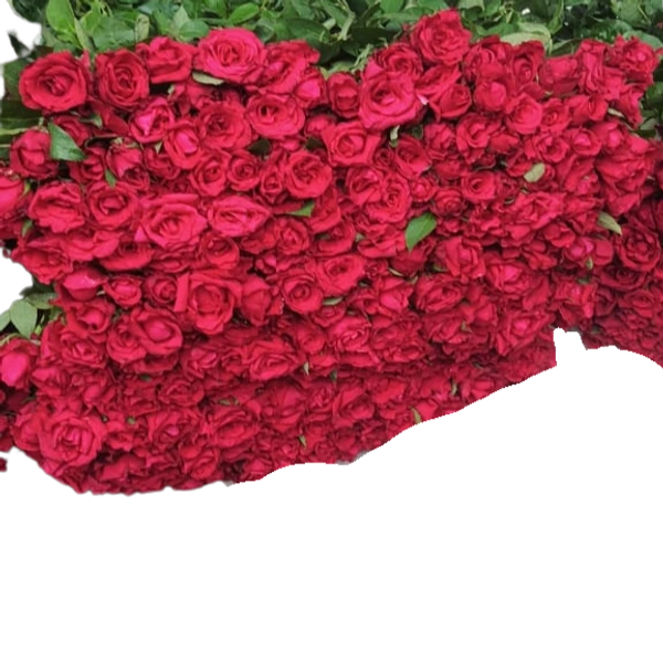 Rose Bud