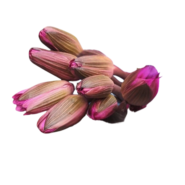 Water Lily