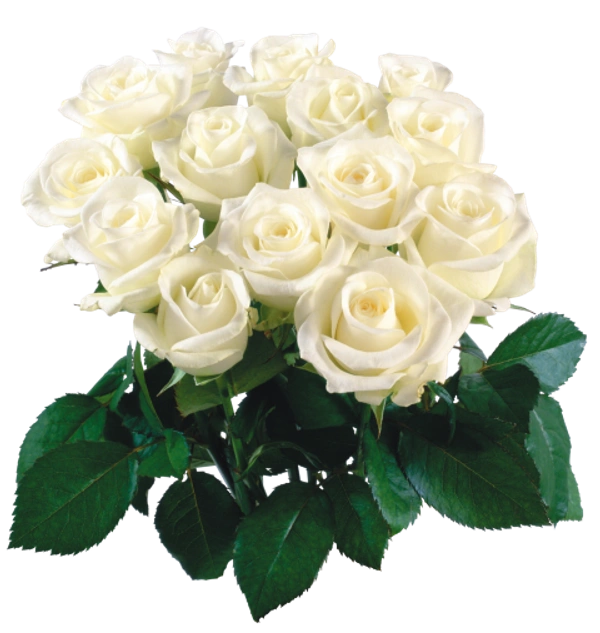 White Rose