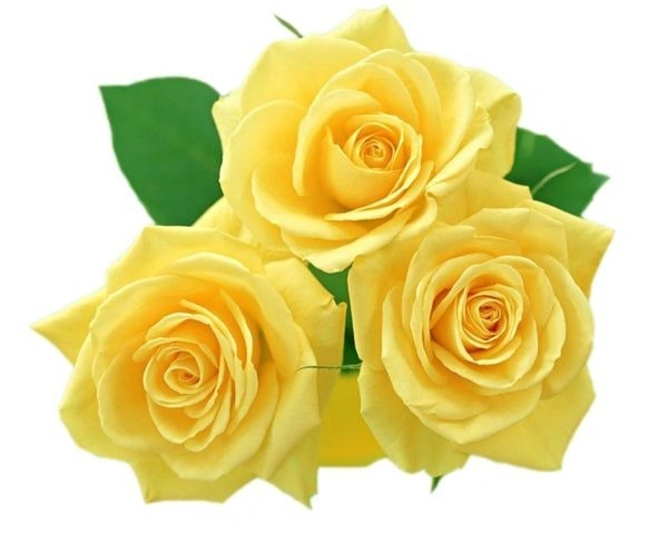 Yellow Rose
