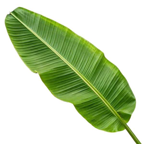 Banana leaf