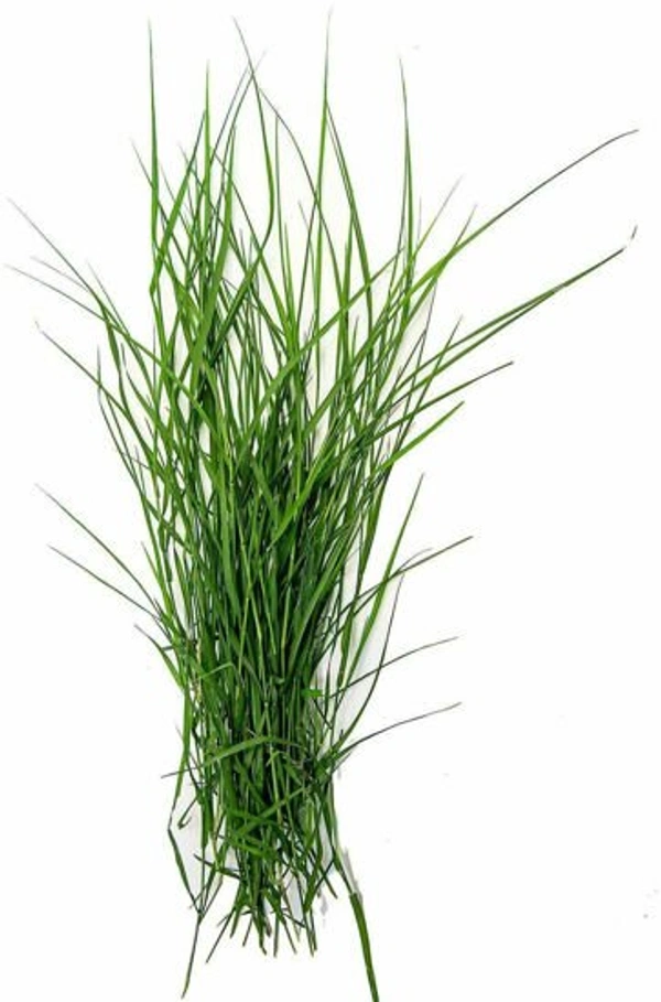 Dooba/Grass