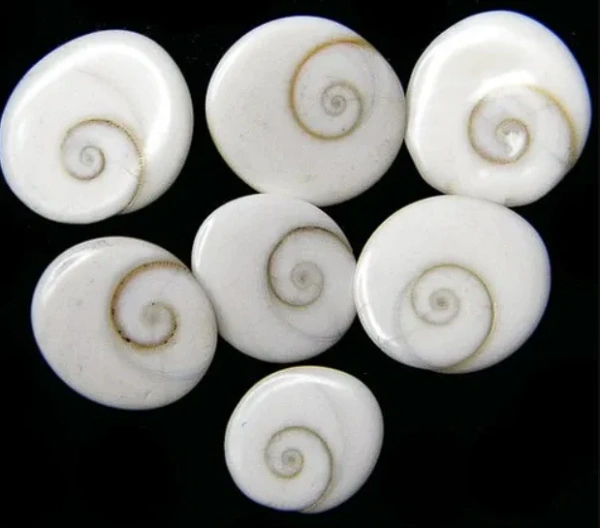 Gomti Chakra