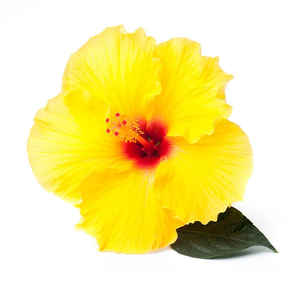 Gudhal Yellow (loose)