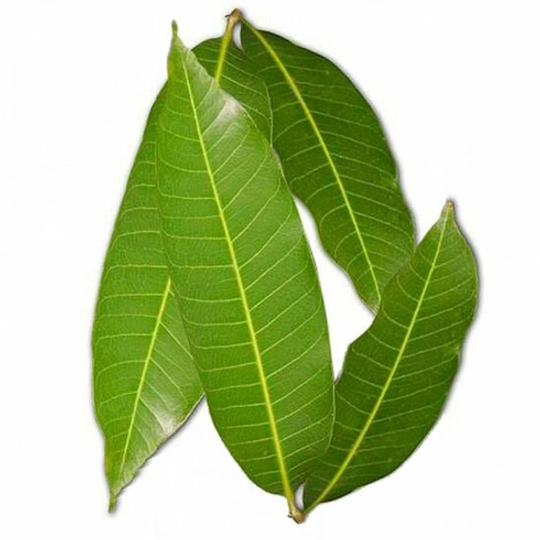 Mango leaves