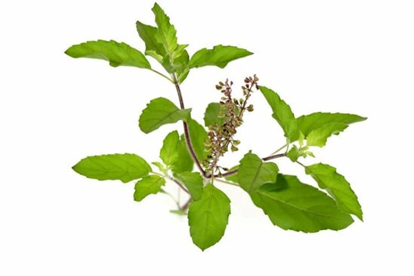 Tulsi leaves