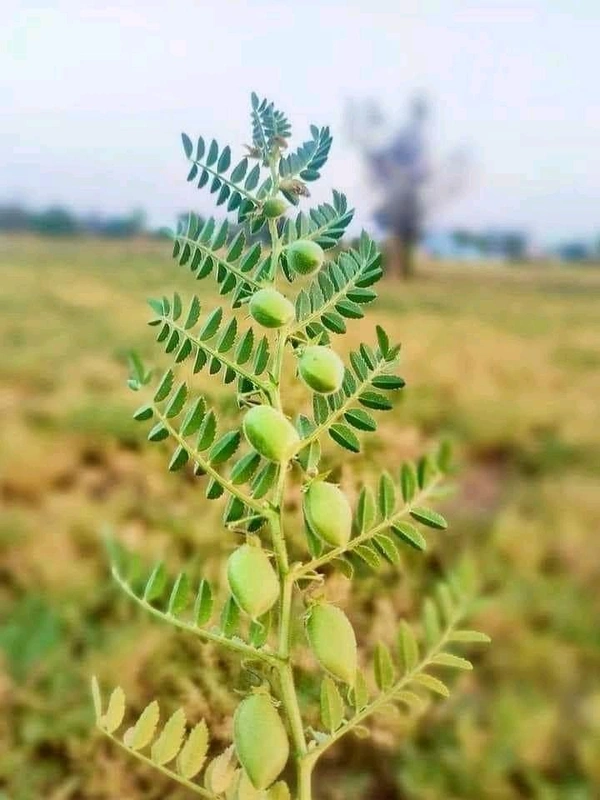 Green Chana - 1 Bunch
