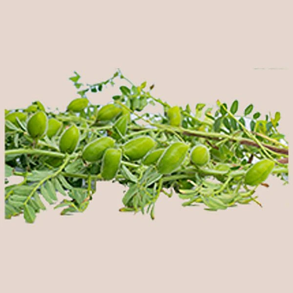 Green Chana - 1 Bunch