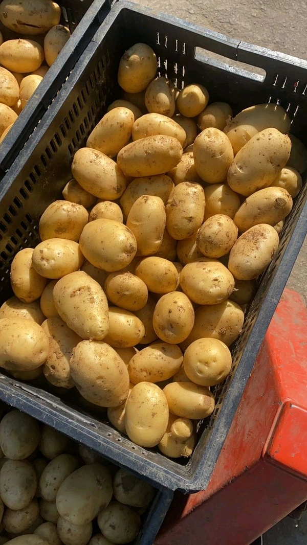Aalu Potato