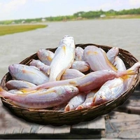 Desi Bhola (Gross Weight 500 g)