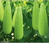 Lauki 1 Pices (1kg Pack) - 1 Kg