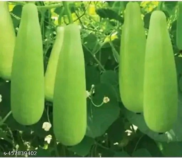 Lauki 1 Pices (1kg Pack) - 1 Kg