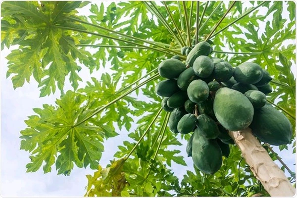Papaya 500g(1 Pieces ) - 500g