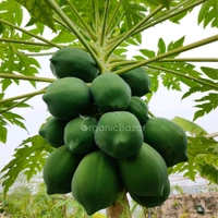 Papaya 500g(1 Pieces ) - 500g