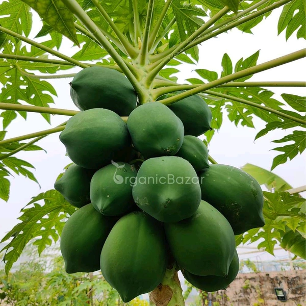 Papaya 500g(1 Pieces ) - 500g