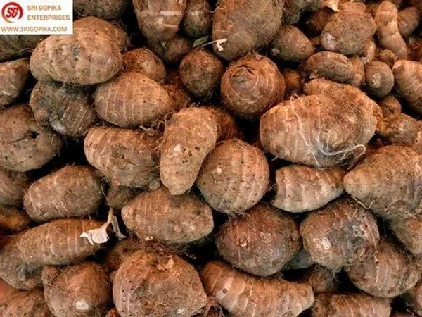 Colasasia Small 250g - 250g